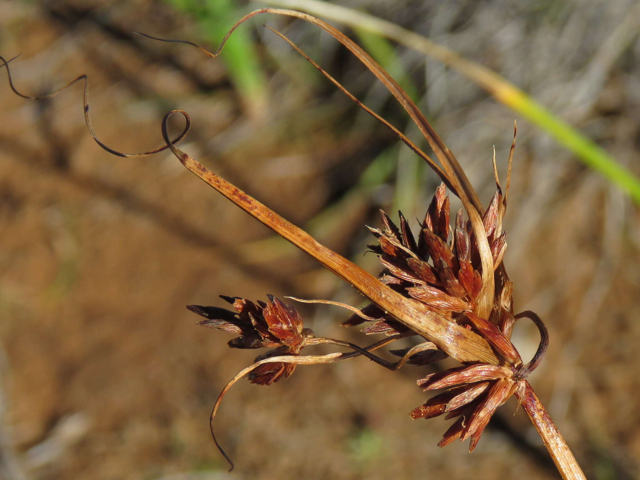 Image of Cyperus usitatus Burch.