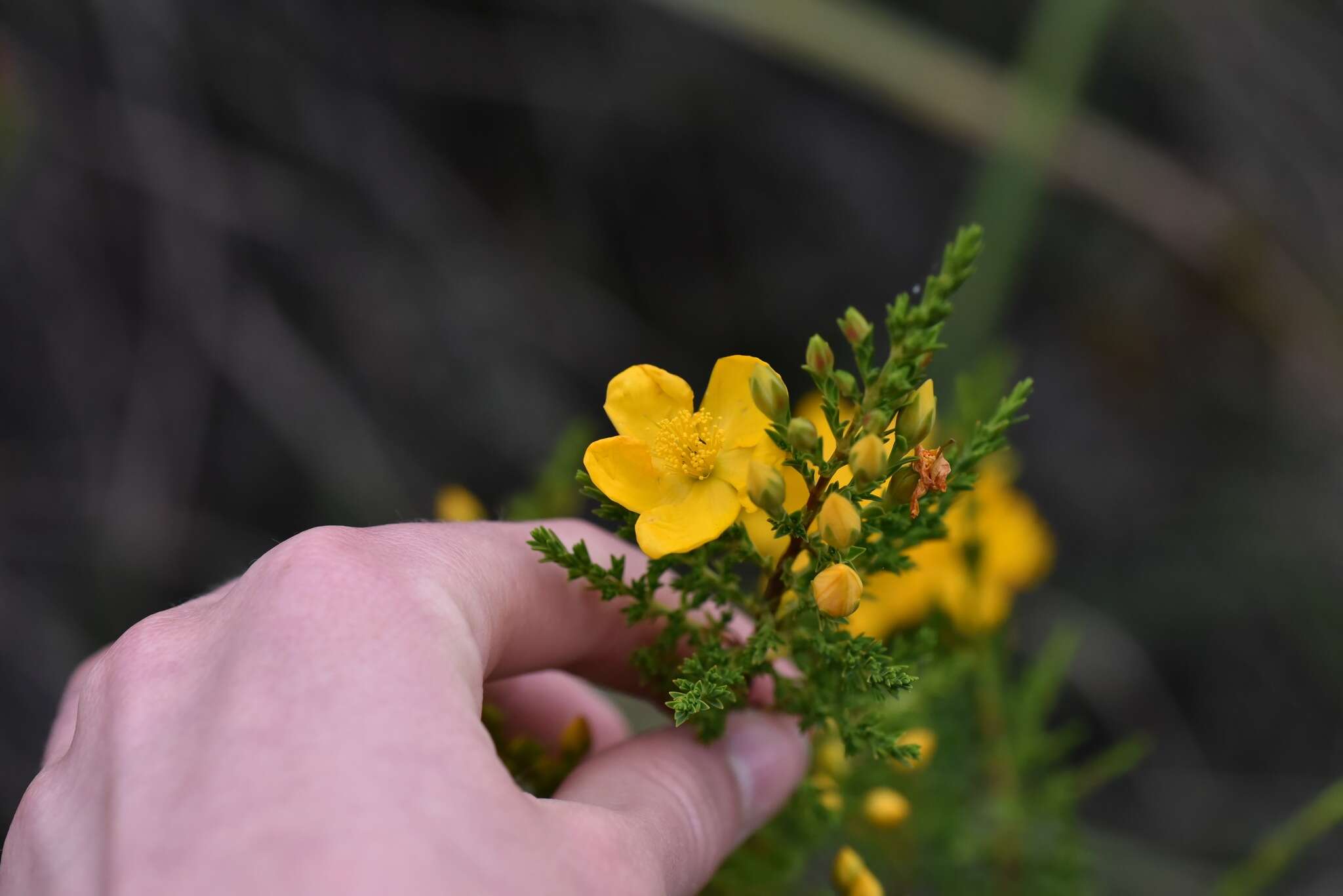 Image de Hypericum laricifolium Juss.