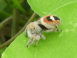 Image of Phidippus pacosauritus