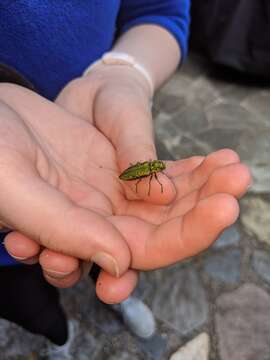 Image of Western Cedar Borer