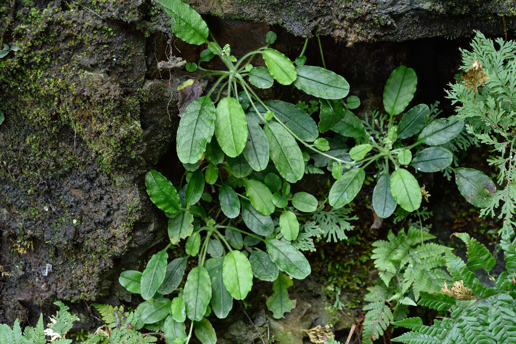 Image of Trigonotis formosana var. elevatovenosa (Hayata) S. D. Shen & J. C. Wang