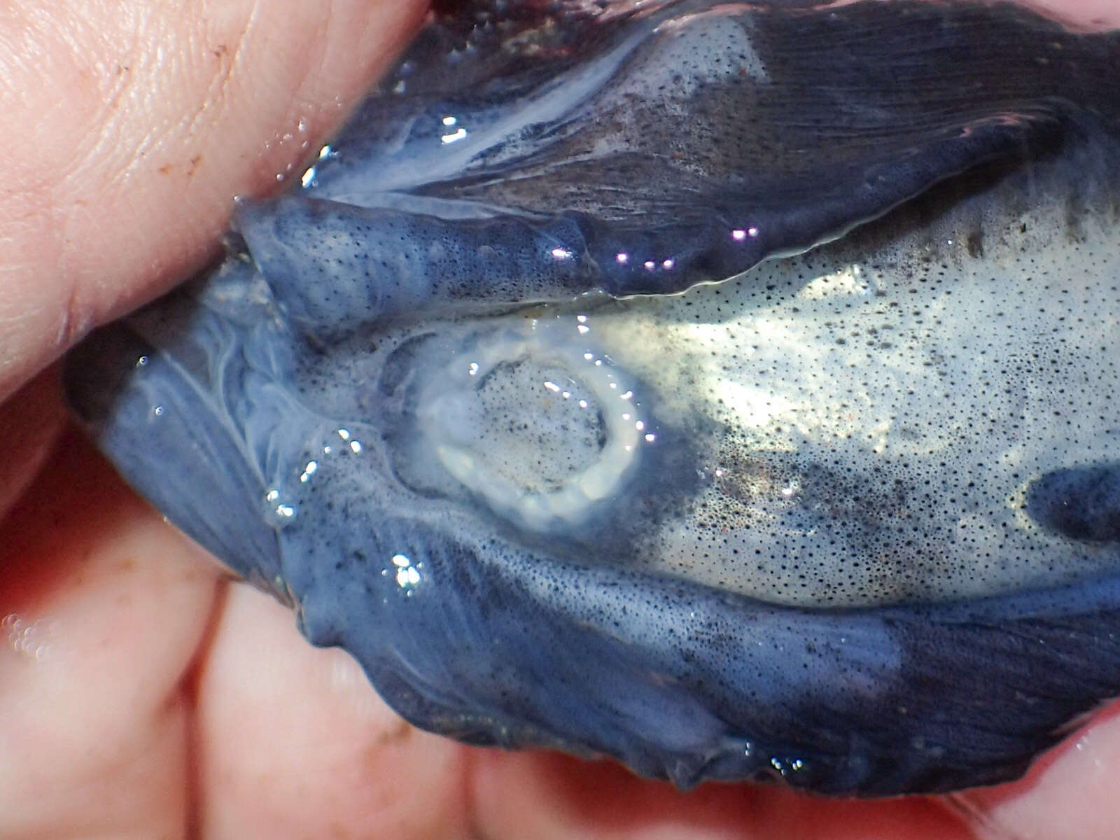 Image of Gelatinous Seasnail