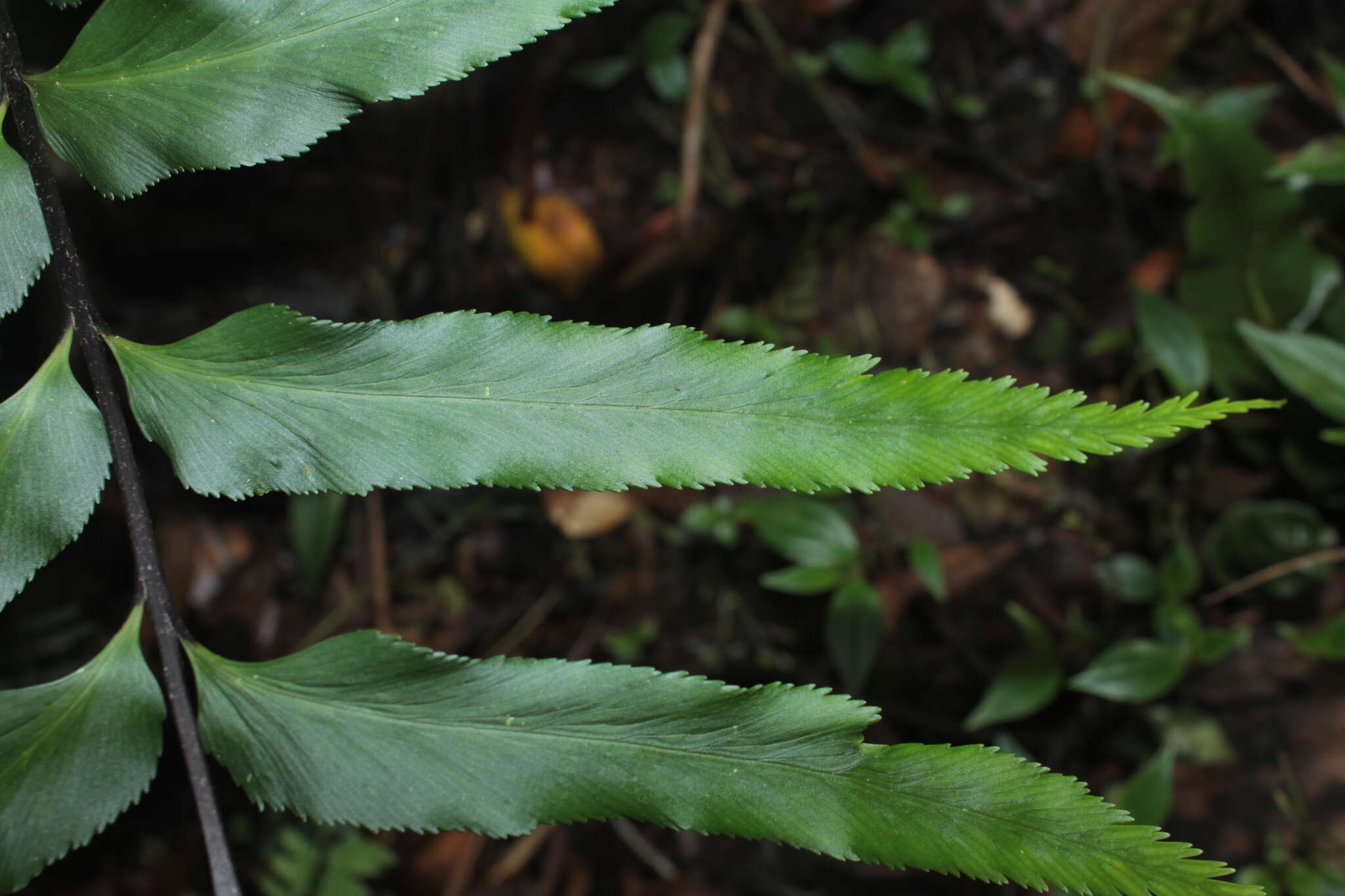 Image de Asplenium serra Langsd. & Fischer