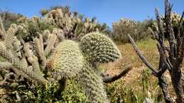 Image of Gander's buckhorn cholla