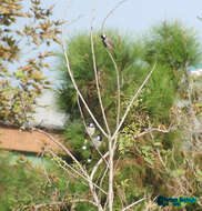 Image of White-eared Bulbul