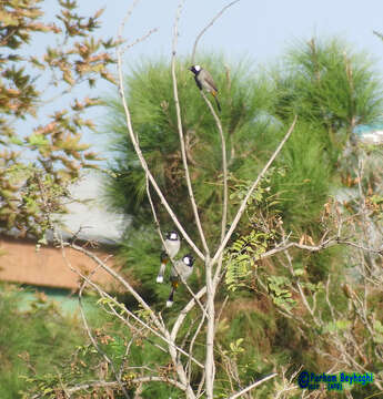 Image of White-eared Bulbul