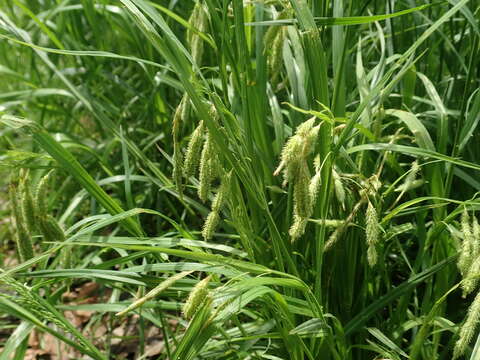 Image of Carex dimorpholepis Steud.