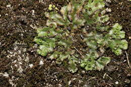 Image of Marchantia polymorpha subsp. ruderalis Bischl. & Boissel.-Dub.