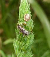 Image of Stenellipsis bimaculata (White 1846)