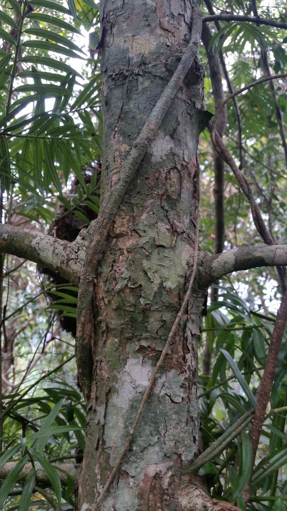 Amentotaxus poilanei (Ferré & Rouane) D. K. Ferguson resmi