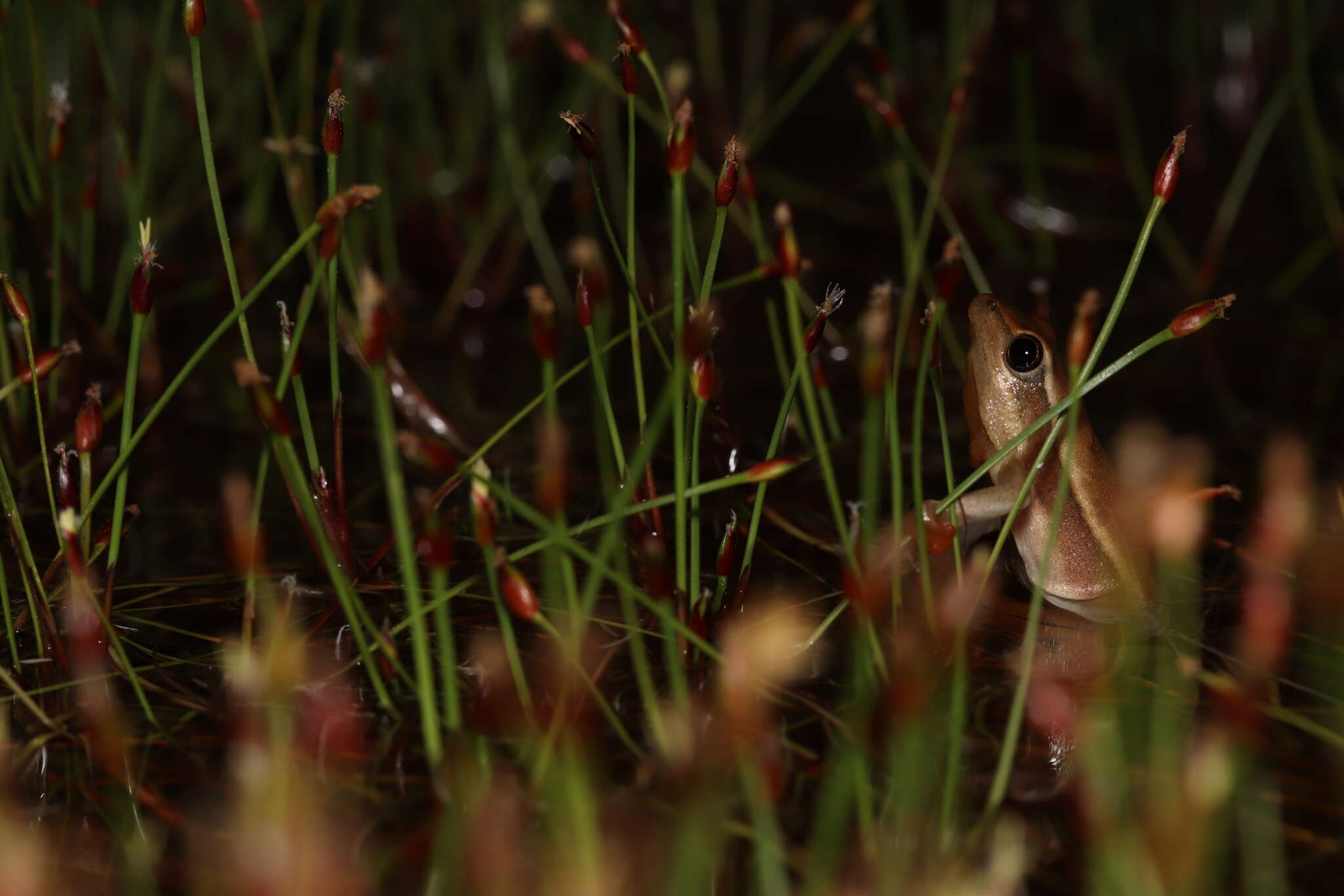 Image of Arum lily frog