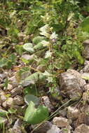 Image of Campanula alliariifolia subsp. alliariifolia