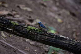 Image de Gobemouche du Yunnan