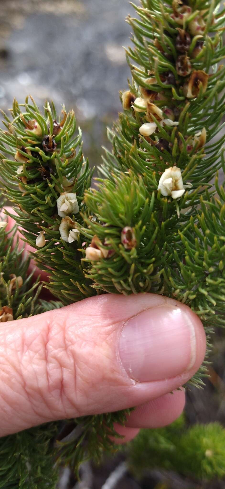 Imagem de Aspalathus incurvifolia Walp.