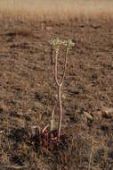 Image of Aloe prinslooi I. Verd. & D. S. Hardy