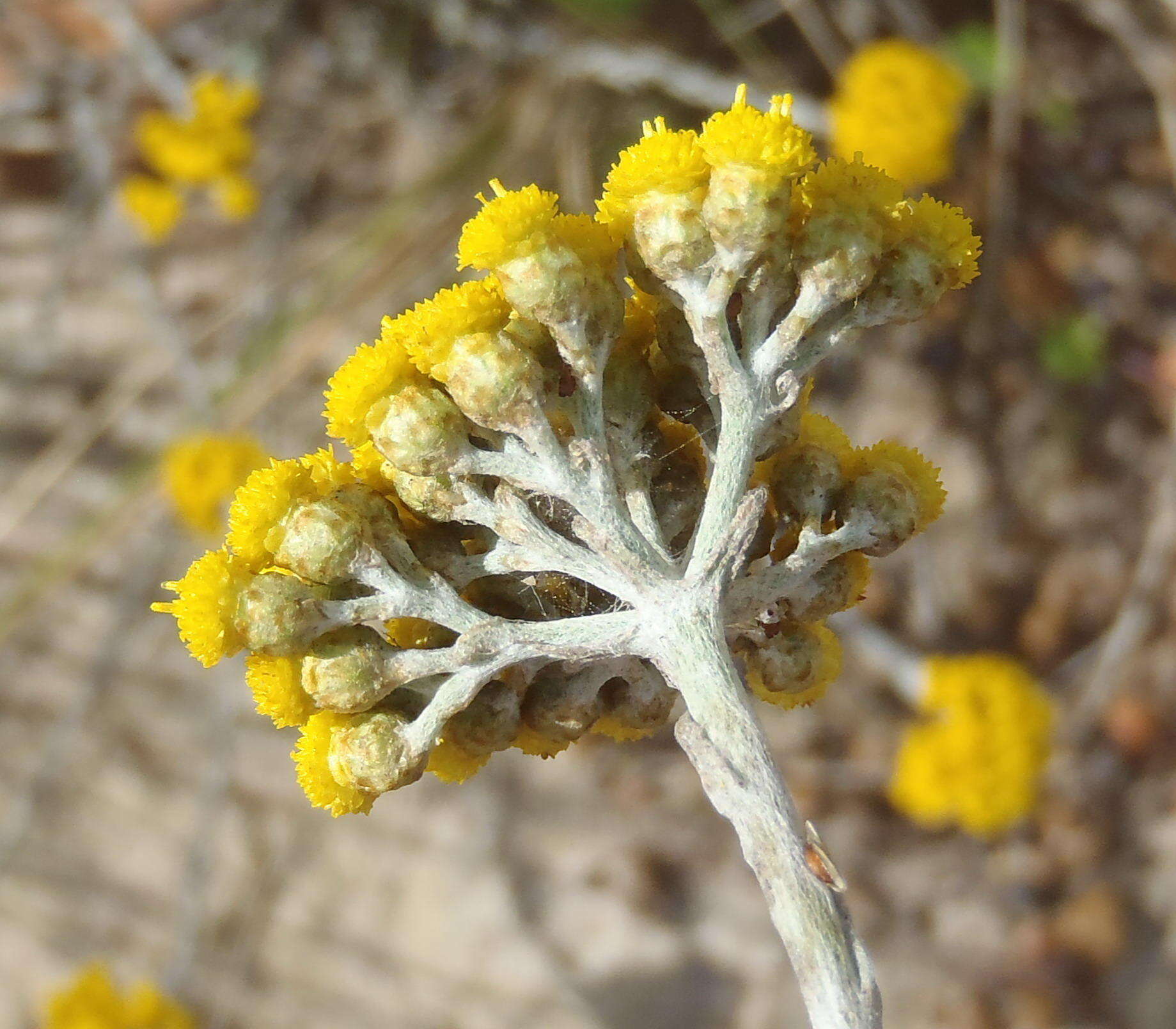 Image of Helichrysum anomalum Less.