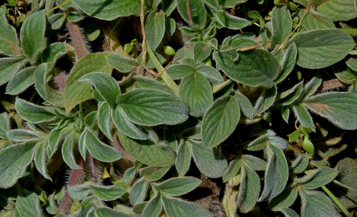 Image of Oregon phacelia