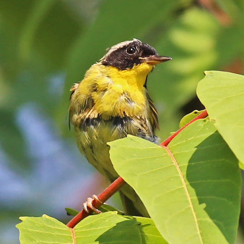 Geothlypis trichas (Linnaeus 1766) resmi