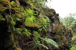 Imagem de Lobelia hypoleuca Hillebr.