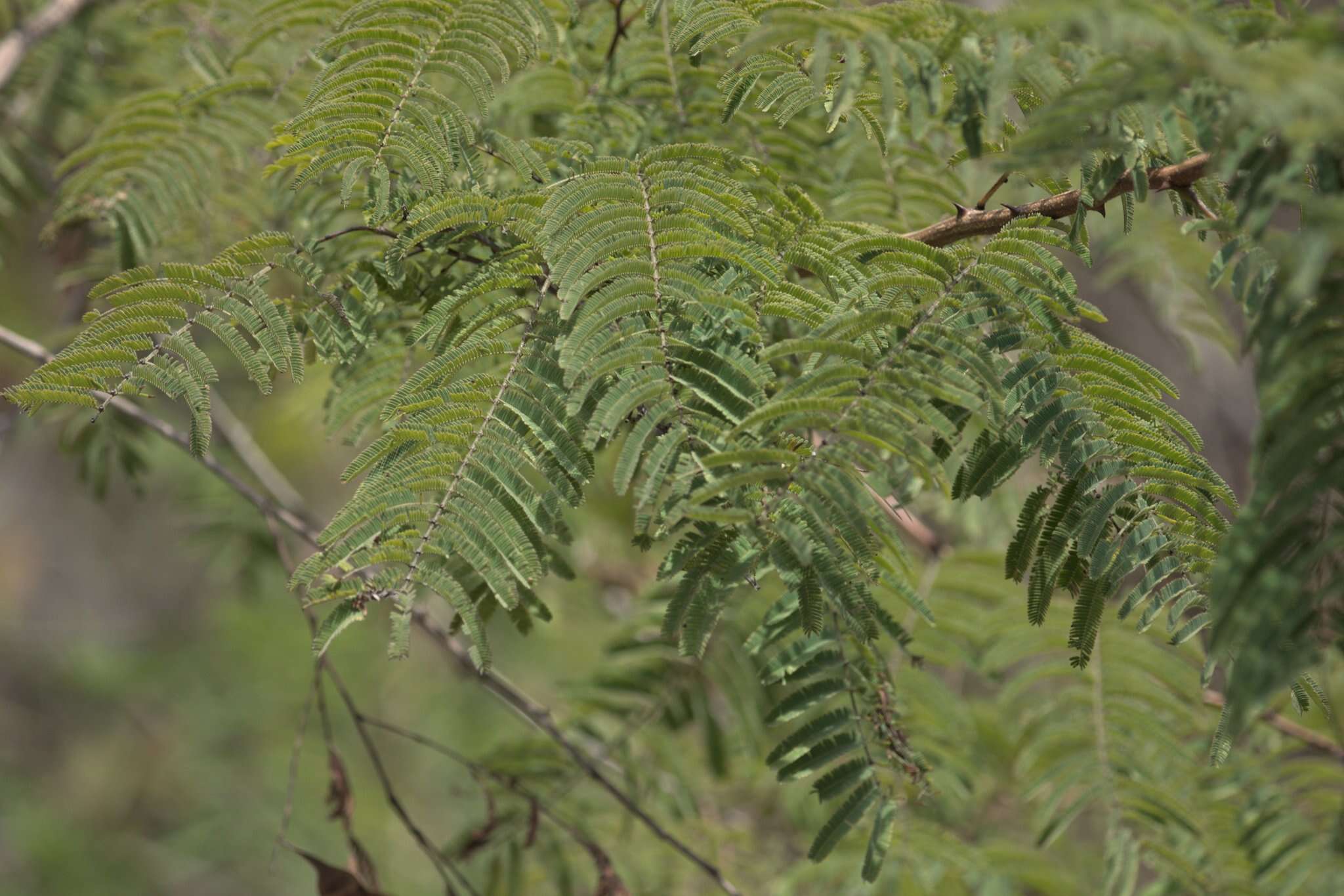 Plancia ëd Senegalia catechu (L. fil.) P. J. H. Hurter & Mabb.