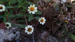 Imagem de Zinnia angustifolia var. littoralis (B. L. Rob. & Greenm.) B. L. Turner