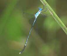 Image of Lestes praevius Lieftinck 1940