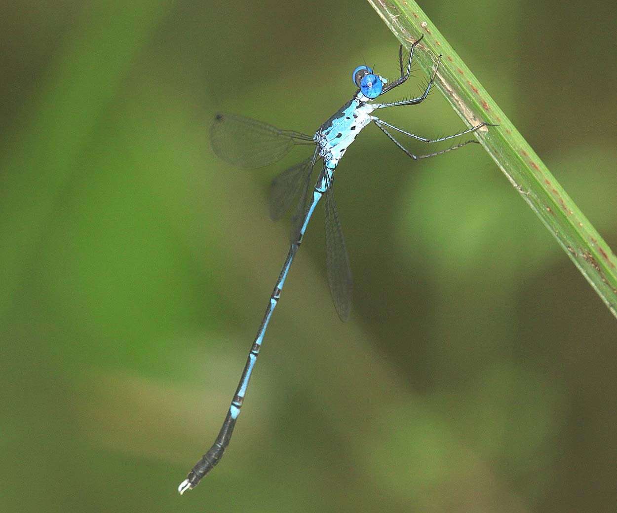 Image of Lestes praevius Lieftinck 1940