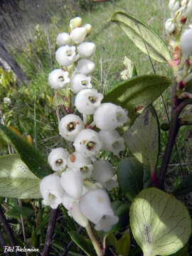 Image de Gaultheria insana (Molina) D. J. Middleton