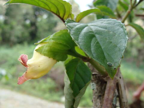 Image of Drymonia serrulata (Jacq.) Mart.