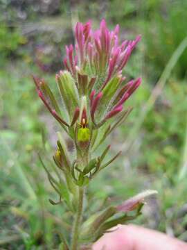 Image of Castilleja cerroana Edwin