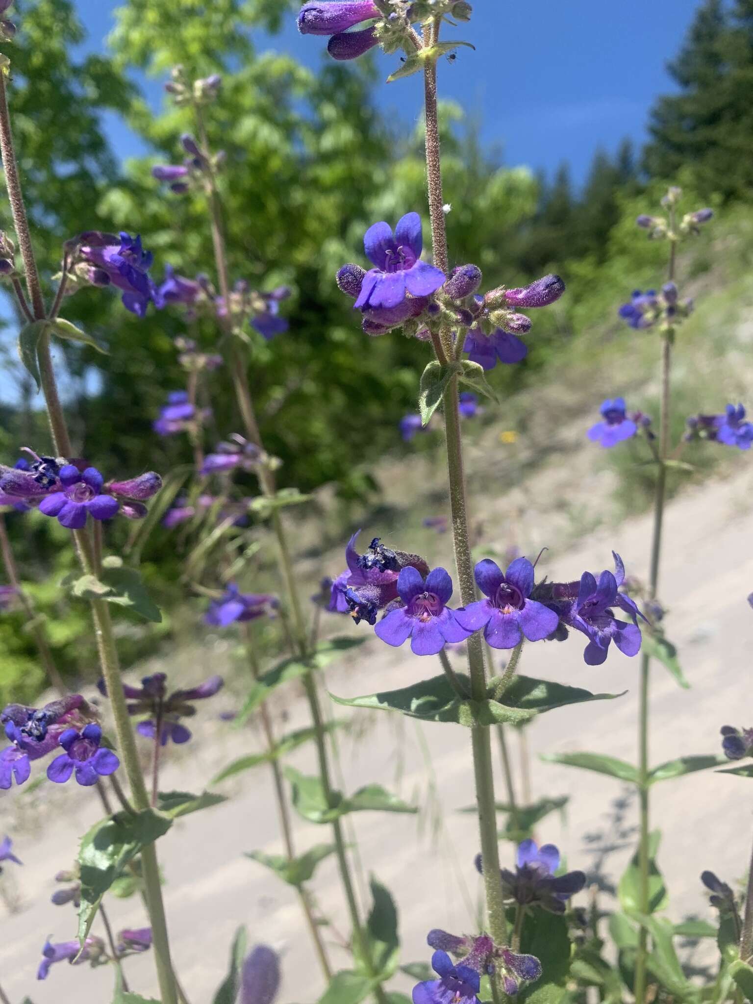 Image of finetooth beardtongue