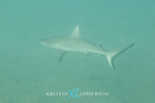 Image of Gray Reef Shark