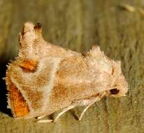 Image of Shagreened Slug Moth