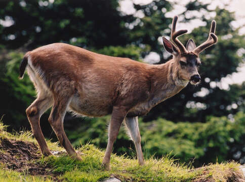 Odocoileus hemionus sitkensis Merriam 1898的圖片