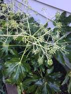 صورة Fatsia