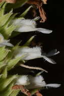 Image of Salvia rzedowskii Ramamoorthy