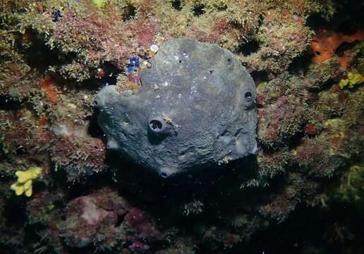 Image of grey leather sponge