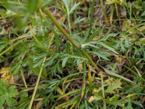 Image of Boreal Sagebrush