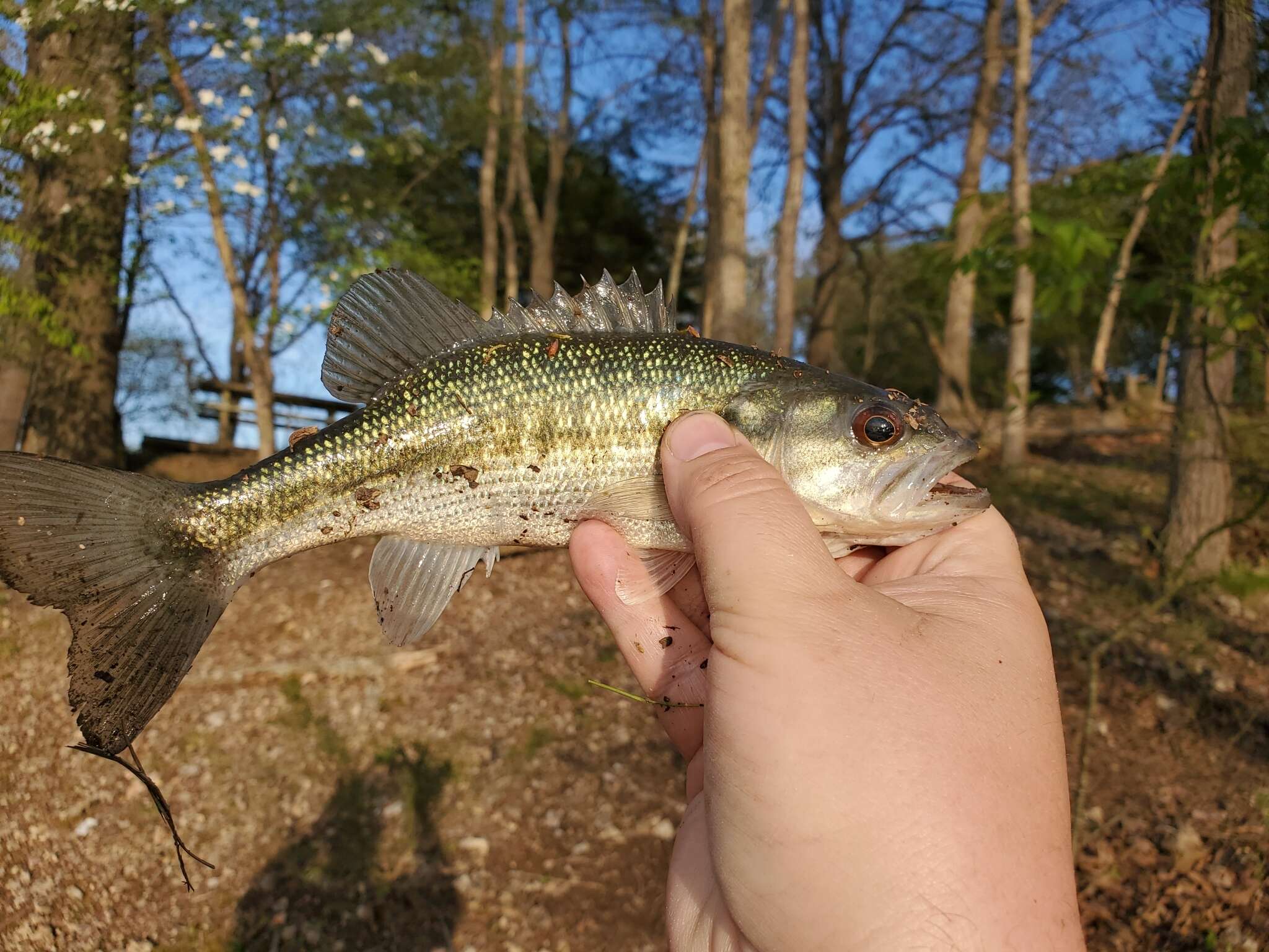 Image of Spotted bass