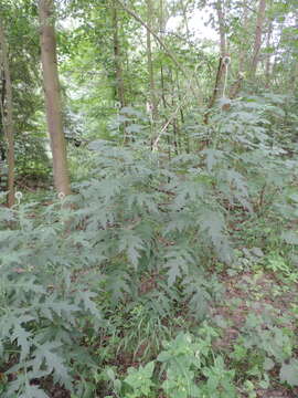 Image of tall globethistle