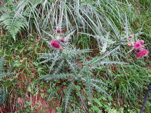 Imagem de Cirsium suzukii