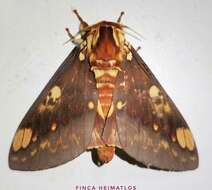 Image of Citheronia hamifera Rothschild 1907