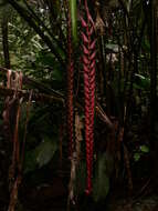 Image of Heliconia stilesii W. J. Kress