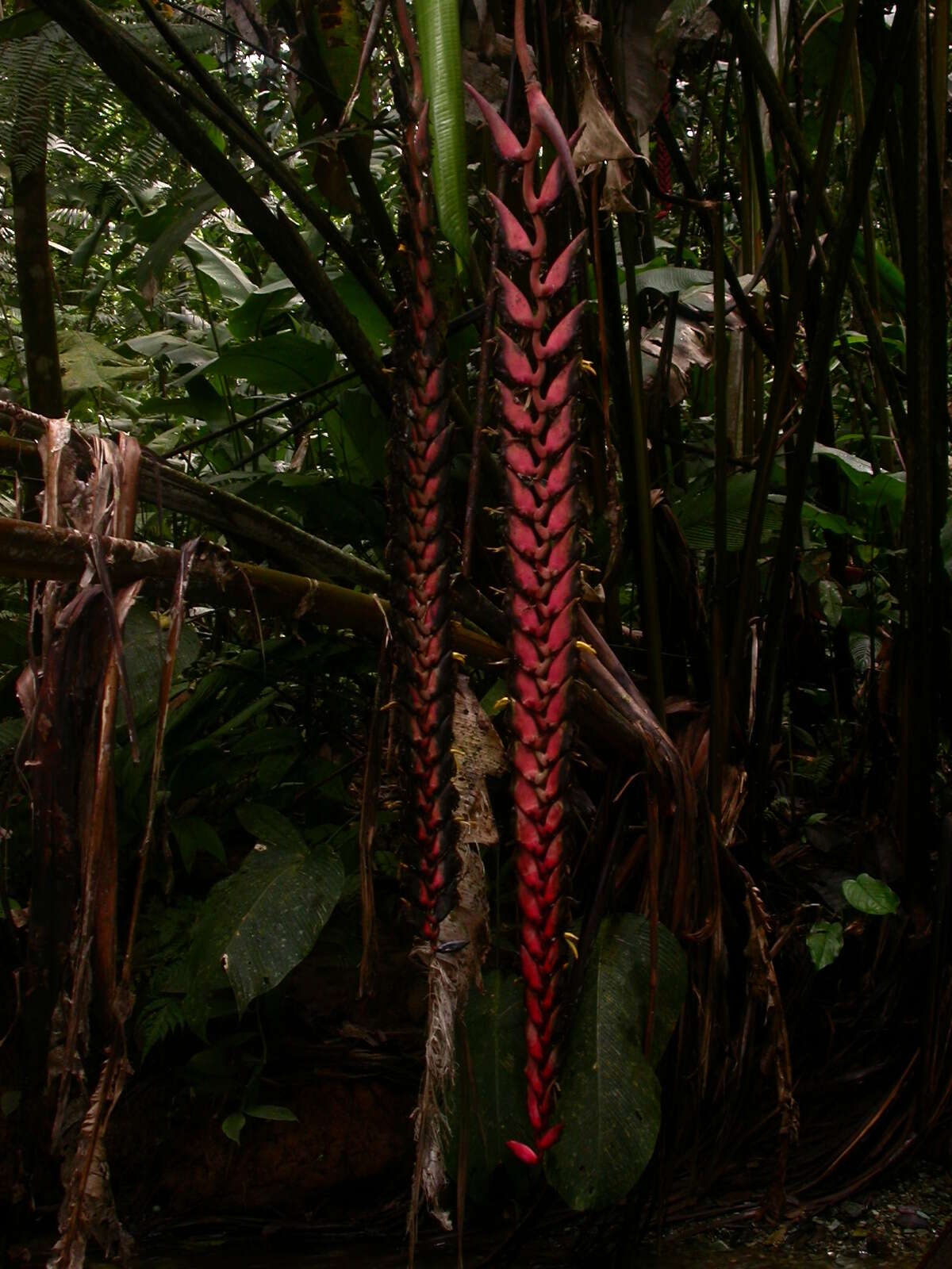 Image of Heliconia stilesii W. J. Kress