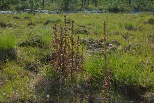 Image of Pedicularis palustris subsp. karoi (Freyn) Tsoong