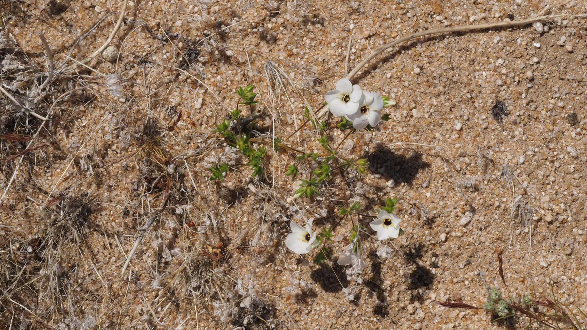 Image of golden linanthus