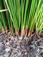 Image of Juncus hesperius (Piper) Lint