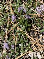 Image of dwarf ceanothus