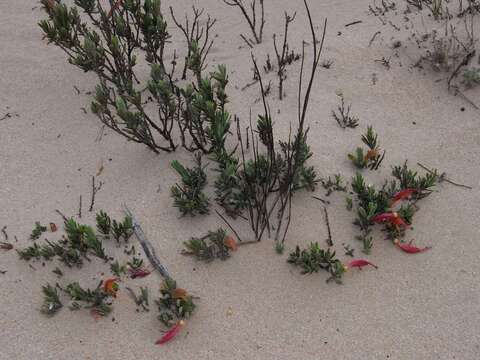 Image of Eremophila glabra subsp. murrayana