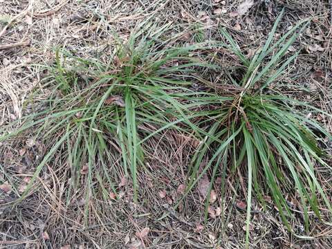 Image of Carex pediformis var. macroura (Meinsh.) Kük.